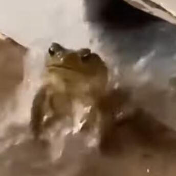 frog in flowing water