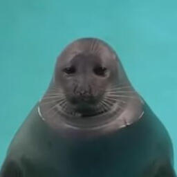 sad looking seal in a pool